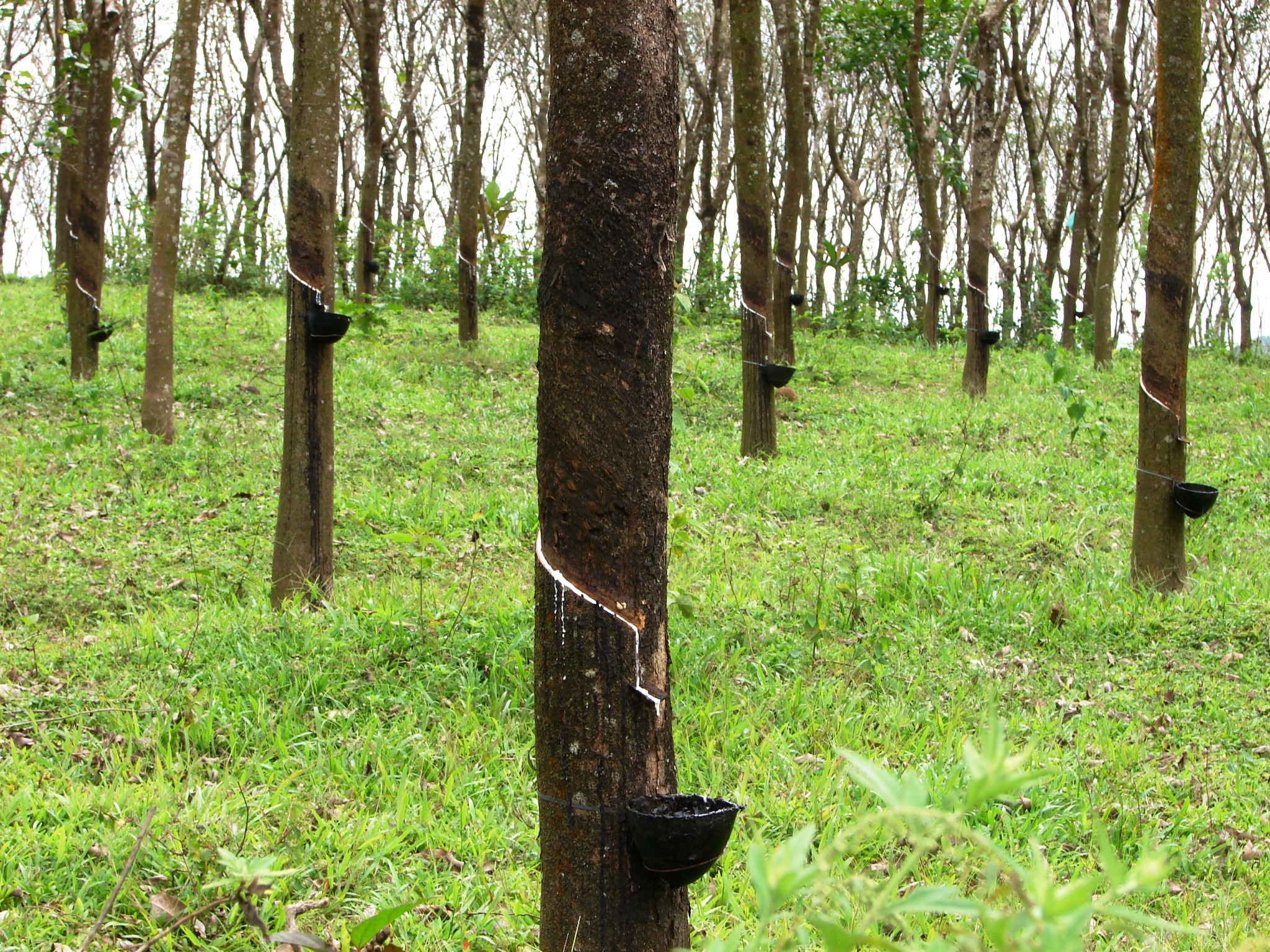 Rubber Price Chart In Kerala