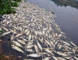 Dead Fish Vietnam